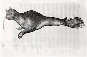 Znázornění pečetní desky ilustrované z rukopisu Natural History od Ulisse Aldrovandi (1522-1605), fond Ulisse Aldrovandi, Univerzitní knihovna v Bologni, ed. 1603.