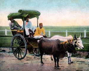 Bombay reckla, Indie, počátek 20. století od Unbekannt
