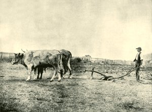 Tým Bullock Plow, 1901. od Unbekannt