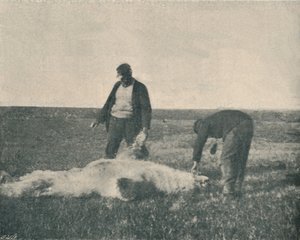Mrtvý medvěd na Reindeer Island 21. srpna 1893, 1893 1897 od Unbekannt