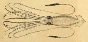 Diagram obří chobotnice, 1881. od Unbekannt