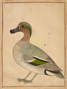 Teal zelenokřídlý, ca. 1730. od Unbekannt