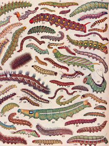 Sto různých druhů housenek motýlů a můr, 1935 od Unbekannt