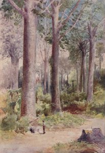 A Kauri Forest, 1923. od Unbekannt