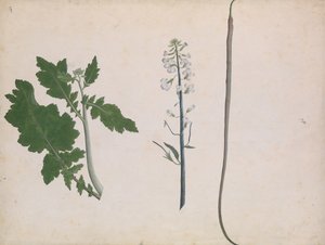 Rostlina, semena a květ ředkvičky, konec 18. století. od Unbekannt