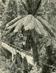 Rustikální most, 1901. od Unbekannt