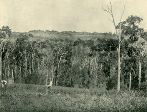 Viktoriánská horská farma, 1901. od Unbekannt