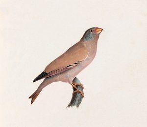 Barevná ilustrace ptáka od Unbekannt