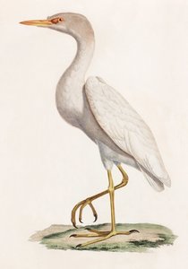 Barevná ilustrace ptáka od Unbekannt