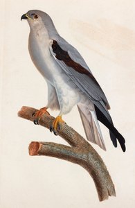 Barevná ilustrace šedého ptáka od Unbekannt