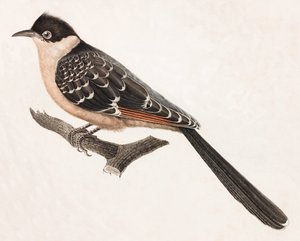 Barevná ilustrace šedého ptáka od Unbekannt