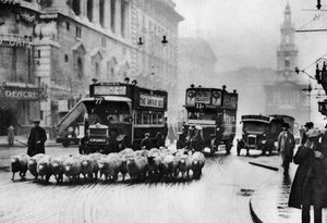 Stádo ovcí na Strand, Londýn, 1926-1927 od Unbekannt