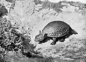 Glyptodon, 20. století od Unbekannt