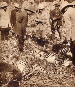 Královská taška tygrů, 1911 1935. od Unbekannt
