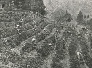 Čajová plantáž mimo město, Kobe, Japonsko, 1895. od Unbekannt