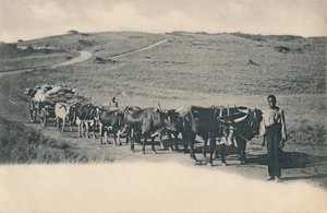 Typický volský povoz - Jižní Afrika, začátek 20. století. od Unbekannt
