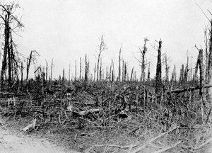 Les v oblasti Somme, Francie, 1916, c1920 od Unbekannt
