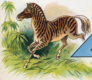Zebra. Rytina v "ABC L