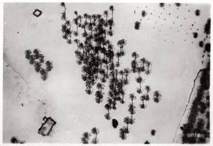 Letecký pohled na stíny palem v arabské poušti, ze Zeppelinu, 1931 1933 od Unbekannt