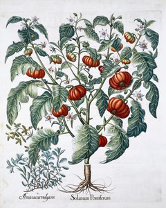 Rostliny afrických rajčat a majoránky, 1613 od Unbekannt