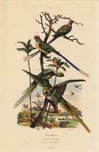 Andulka alexandrinská, Psittacula eupatria, andulka dlouhoocasá, Psittacula longicauda od Unbekannt
