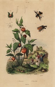 Ambush bug, Macrocephalus cimicoides 1,2 a třešeň měchýřová nebo rostlina lucerna, Physalis alkekengi 3 od Unbekannt