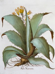 Americká Aloe Aloe Americana, 1613 od Unbekannt