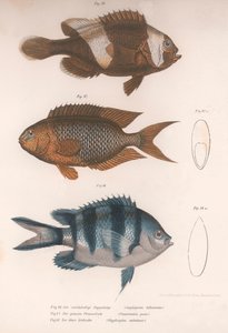 Amphiprion bifasciatus. Pomacentris pavo. Glyphisodo, kolem 50. let 19. století od Unbekannt
