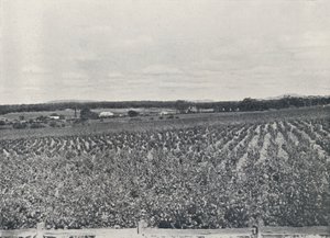 Australská vinice, 1923. od Unbekannt