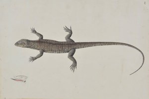 Indický ještěr Bish-Copra, Ca. 1790. od Unbekannt