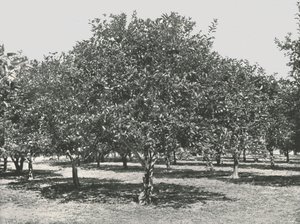Pomerančový háj poblíž města, St Augustine, USA, 1895. od Unbekannt