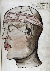 Anatomie 16e siecle: coupe du cerveau, pour l