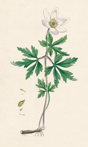 Anemone nemorosa. Sasanka lesní, 19. století od Unbekannt