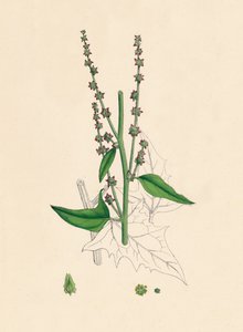 Atriplex Smithii. Smiths Orache, 19. století od Unbekannt