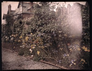 Autochrom květin, c 1908 od Unbekannt