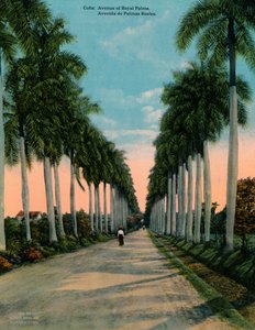 Avenue královských palem, Kuba, c1920 od Unbekannt