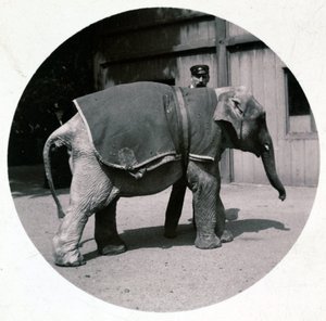„Slůně v zoo“, verze 1890 od Unbekannt