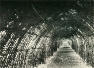 Bamboo Avenue v Barrackpore, 1904, 1925. od Unbekannt