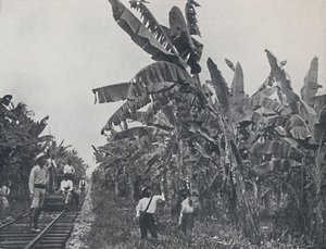 Banánová plantáž, 1924 od Unbekannt