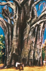 Stromy Baobab, pohoří Usambara, c1928. od Unbekannt