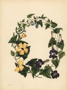 Barclayova Maurandia, Maurandya barclayana, okřídlená Thunbergia, Thunbergia alata, Memory; Scorpion Grass, nezapomeň na mě, Myosotis scorpioides od Unbekannt