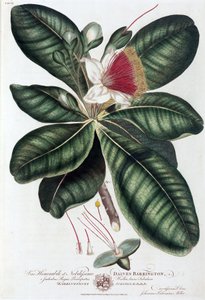 Barringtonia od Unbekannt
