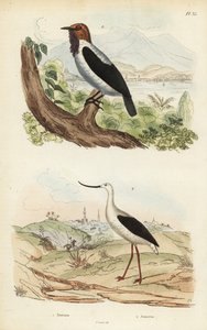 Zvonek vousatý, Procnias averano a Avocet americký, Recurvirostra americana od Unbekannt