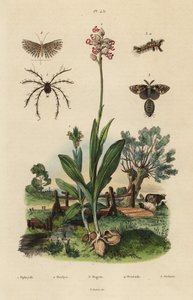Včelí vstavač, Ophrys apifera 1, vstavač opičí, Orchis simia 2, vstavač rezavý, Orgyia antiqua 3, můra dvacetiplochá, Alucita hexadactyla 4 a roztoč Oribata geniculata 5 od Unbekannt