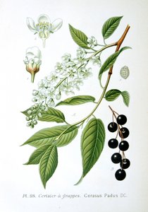 Třešeň ptačí, 1893 od Unbekannt