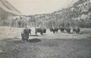 Bison, 1916 od Unbekannt
