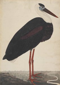 Čáp černý v krajině, ca. 1780. od Unbekannt