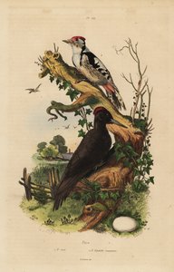 Datel černý, Dryocopus martius a strakapoud velký, Dendrocopos major od Unbekannt
