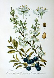 Trnka, 1893 od Unbekannt