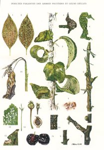 Botanická rada/Paraziti ovocných stromů od Unbekannt